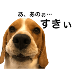 Beagle Hachi 88