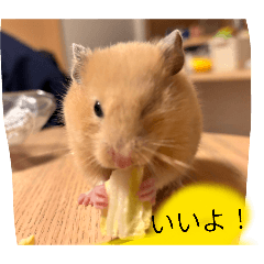 717111110271_20260321202040