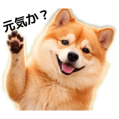 It's a dog, you know?