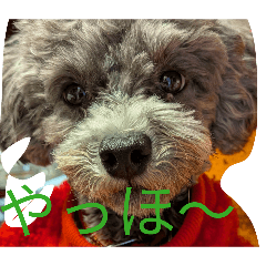 Baronの日常をスタンプにした。