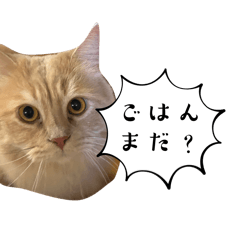 MARIN.._20260321221820