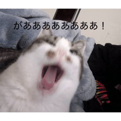 murai_20260322003705