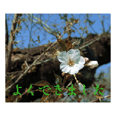 Saborin_20260322134550