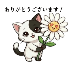 Sunny the Sock Cat Business Essentials