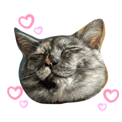 kiineko_20260322012959