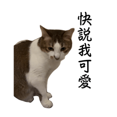 Life of a cute little cat Marc