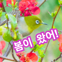+91 Nature & Wild Bird Stamps 2 KR