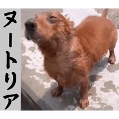 shibainu_20260320111235