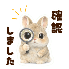 Fluffy Netherland Dwarf Rabbit Life