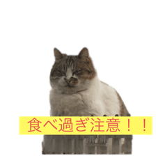 kai_neconeco_20260320143042