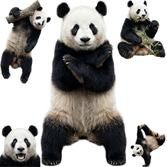 熊貓真人表演
