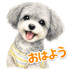 Happy the Silver Grey Chipoo Transparent