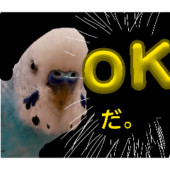 HAPPY BIRD LIFE_20260322082645