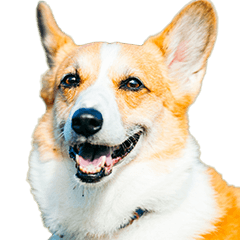 A dog that's brutally honest #1