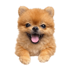 可樂紅豆研究所-紅豆博士