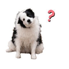 chroinu_20260322100532