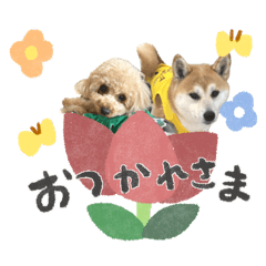 chiibou_20260322095934