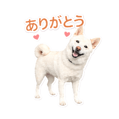 Our white dog, Marron-cha