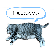 SHIRAISHI4SHITAKE_20260322172746