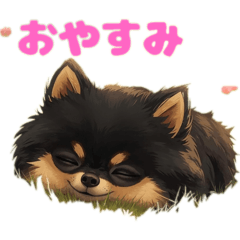 激カワ　ポメラニアン　ブラックタン