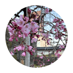 Japanese flowers and plants