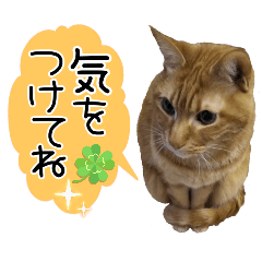 Mitikomatu_20260321112358