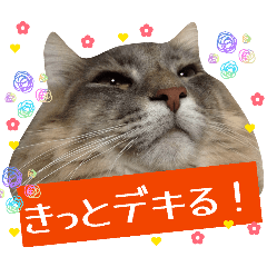 CAT DARU_20260322103911