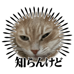 NekoNeko_20260322143659