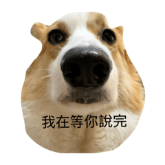 我的名字叫阿肥