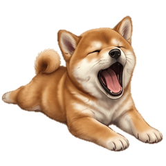 日常行為-柴犬2