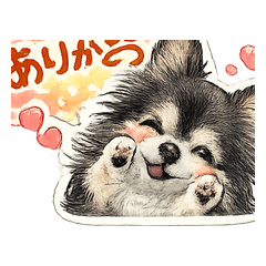 Chihuahua Everyday Stickers