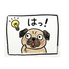 Pug Daily Talk