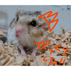 Futaba_20260322180802