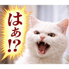 MeowMeow Engineer Mk2_20260320122354