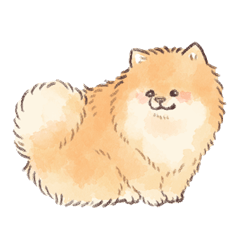 Pomeranian-san