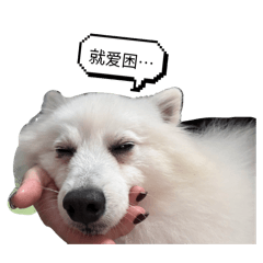 雪寶and爸媽 日常