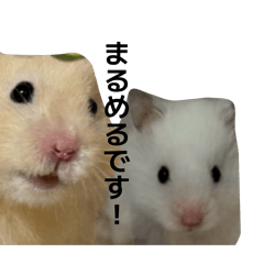 ilovemarumeru_20260322175420