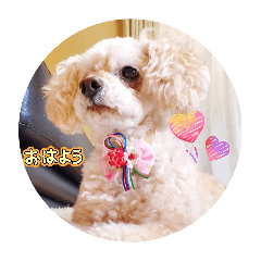 momo_20260322204158