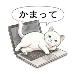 Useful Daily White Cat