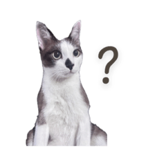 nobluecake_20260322213717