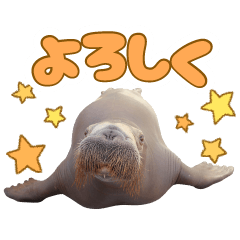 鳥羽水族館セイウチのいちこちゃんスタンプ