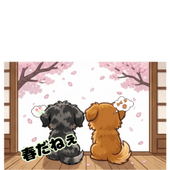 Dachshund & Chiweenie Spring talk 1