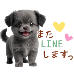 Fluffy Dog.1 Chi-poo