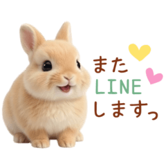 Fluffy Rabbit.1 Netherland Dwarf