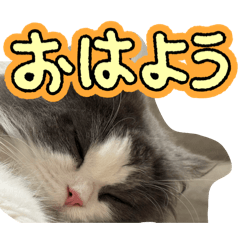 sprchoco_20260322223942