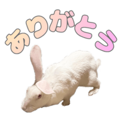 usapipi_20260322224418