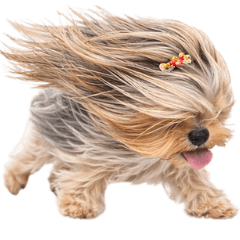 強風ヨークシャーテリア。