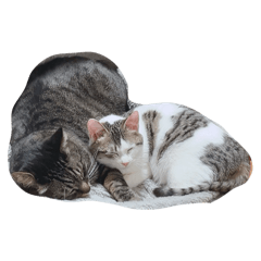 Shippo_20260322190407