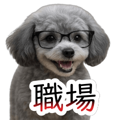 Office Polite Phrases Toy Poodle Shibuki