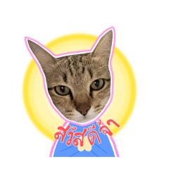 2meow_20260322202249